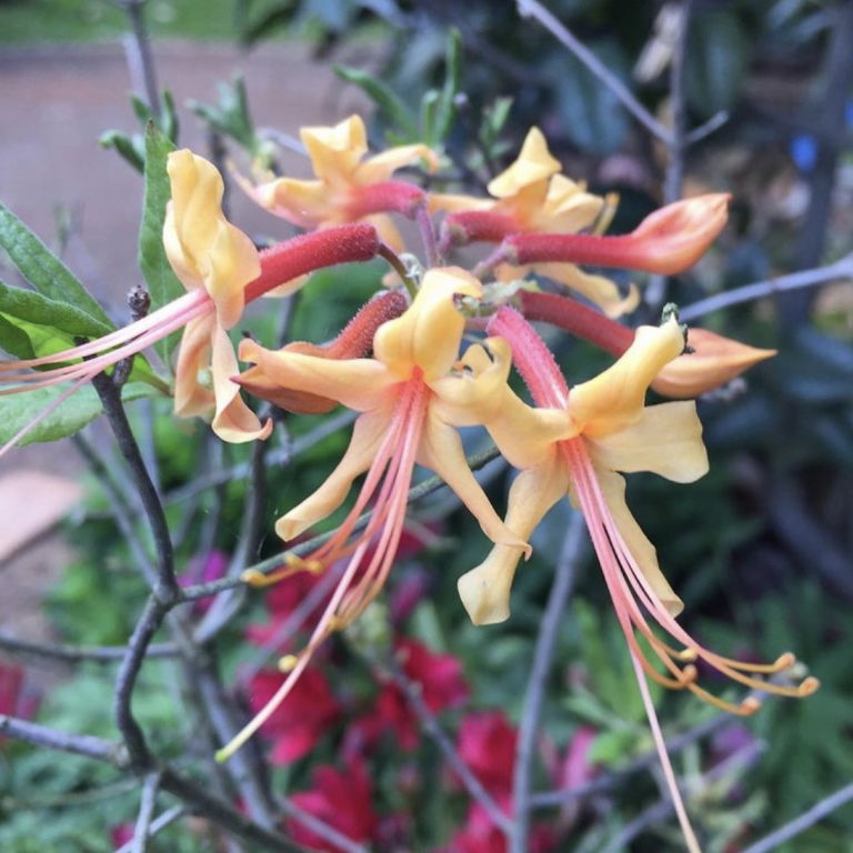 austrinum